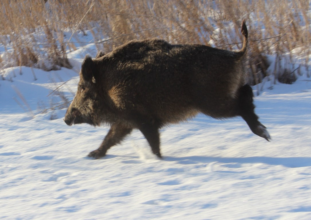 Бегущий вепрь